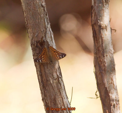 Hackberry Emperor in Sugarberry  aka Sugar Hackberry