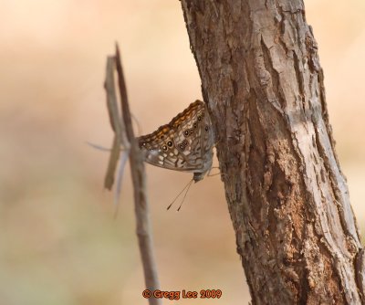 Hackberry Emperor in Sugarberry  aka Sugar Hackberry