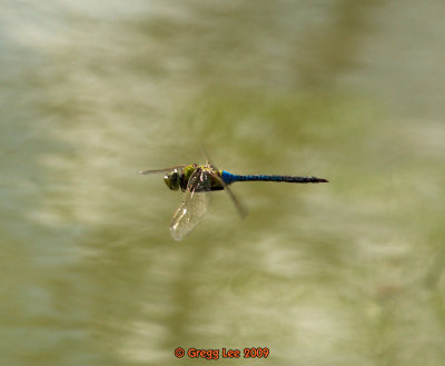 1 Blue Darner in flight