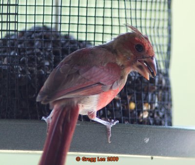 Northern Cardinal  mid molt 