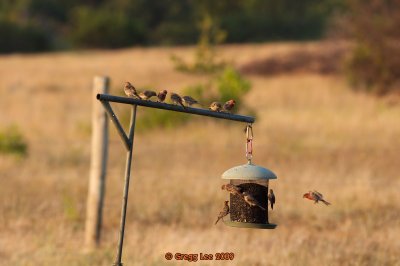 House Finches