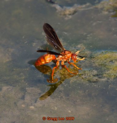 water striding wasp / hornet