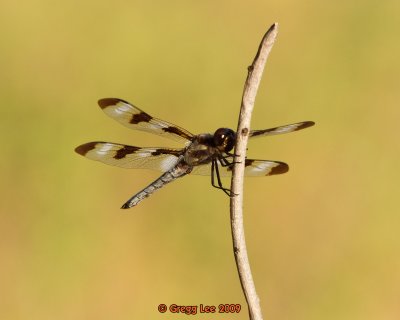 dragonfly (12 spot?)