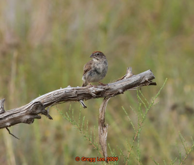 Rufus Crowned Sparrow first year adult