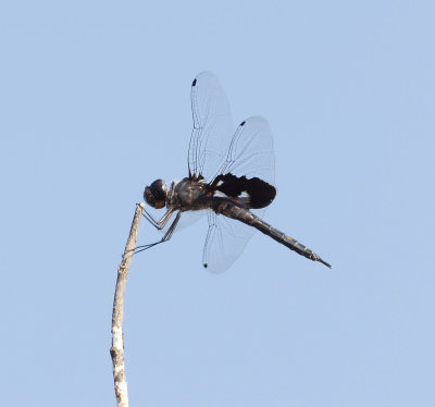 dragonfly tbd