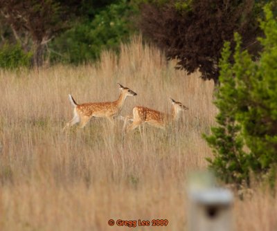 Whited Tailed Deer twin fawns  in Little Bluestem