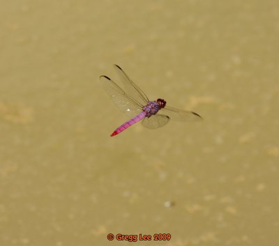 Dragonfly tbd  in flight