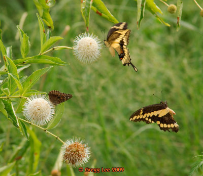 two Giant Swallowtails and Hackberry Emporer on Buttonbush