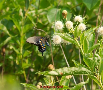 Pipevine Swallowtail on Buttonbush