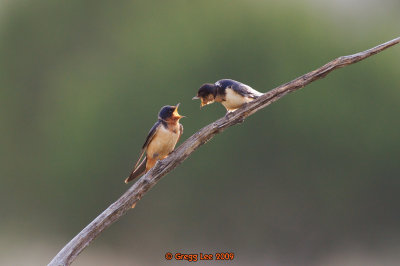 two Barn Swallows
