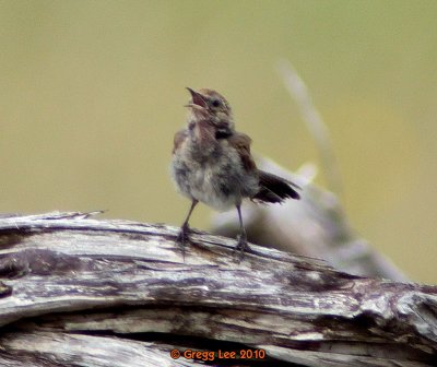 wren