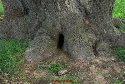 Texas Live Oak (quercus fusimormis)
