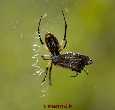 Yellow Garden Spider