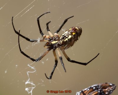 Yellow Garden Spider