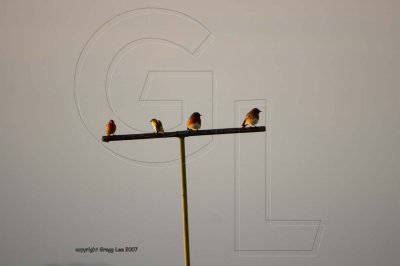 house finch, goldfinch, eastern bluebird