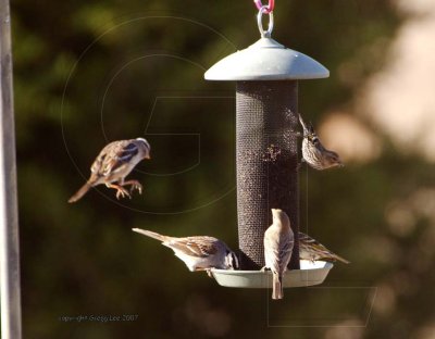 white crowned sparrow, house finch, pine siskin