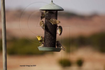 pine siskins and one goldfinch