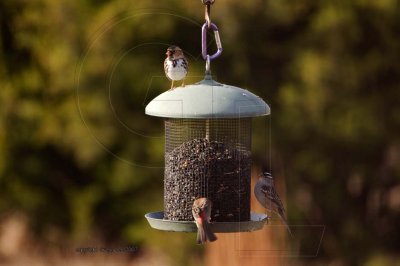 harris's and white crowned sparrow and house finch