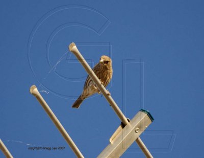 House Finch   Oct 10 new population begins to move in