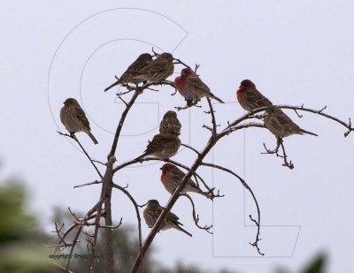 House Finch