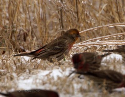 House Finch slightly orange head