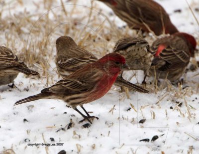 House Finch