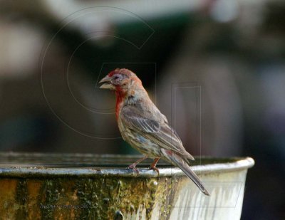 House Finch eye disease