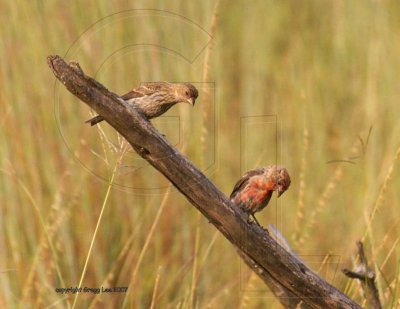 House Finch eye disease  Aug 31.  entire population infected