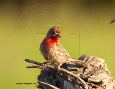 House Finch eye disease