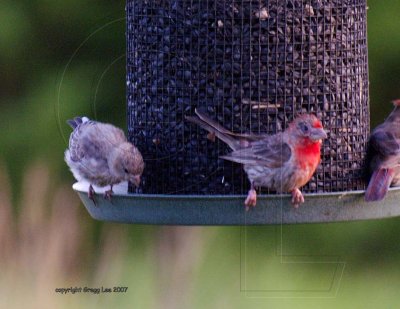 House Finch eye disease -  Sep 8.  Almost all gone.