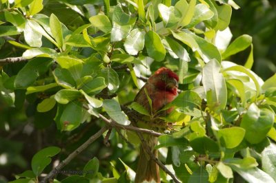 House Finch  eye disease