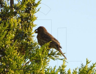 House Finch eating Ashe Juniper Berry