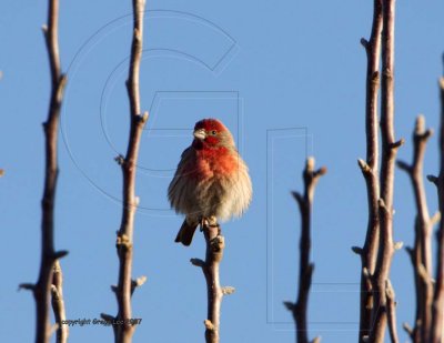 House Finch