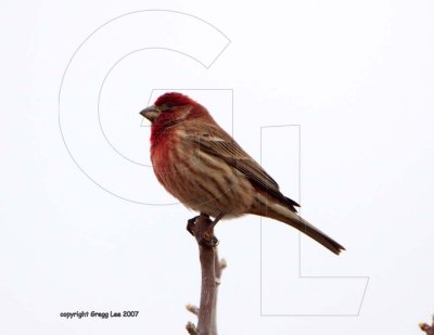 House Finch