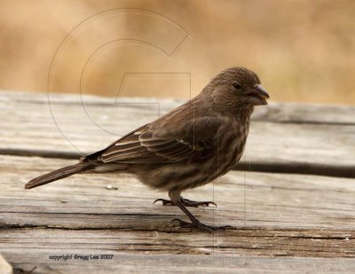 House Finch