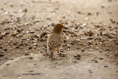 Variant Golden House Finch