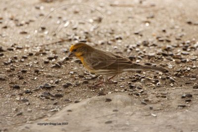 Variant Golden House Finch