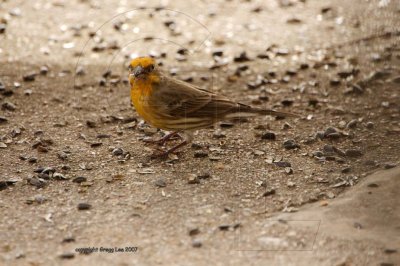 Variant Golden House Finch