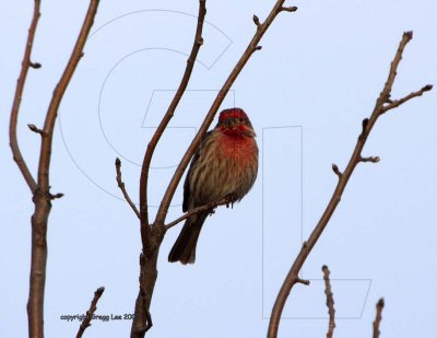House Finch