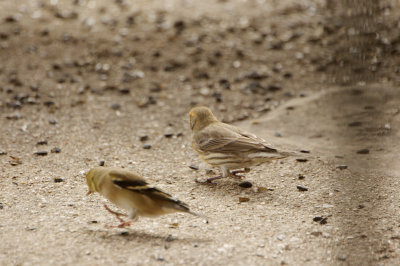 Variant Golden House Finch with Goldfinch (probably winter male)