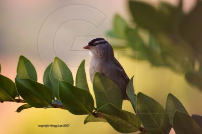 White Crowned Sparrow