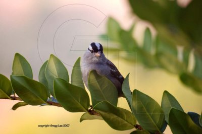 white crowned sparrow