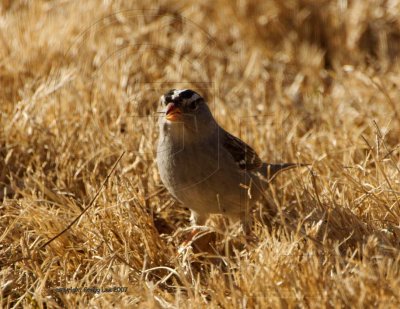 White Crowned Sparrow - possibly gambelli subspecies