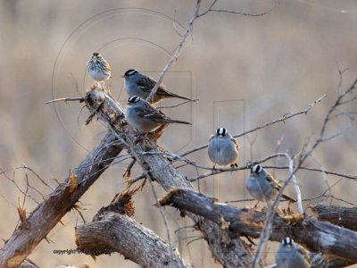 white crowned sparrow + savannah