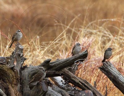 White Crowned Sparrow - possibly gambelli subspecies (center)
