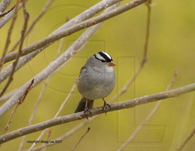 White Crowned Sparrow