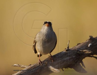 White Crowned Sparrow