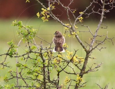 _DSC3364 lark sparrow fledgling