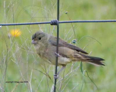 drab wet female