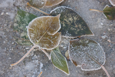 Autumn09-17.jpg